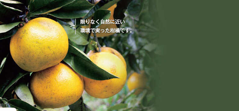 限りなく自然に近い環境で実った柑橘です。福岡正信自然農園 福岡大樹さん