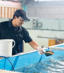 えさに練り込んだ柚子の爽やかな風味がふぐ本来の滋味を一層引き立てます。