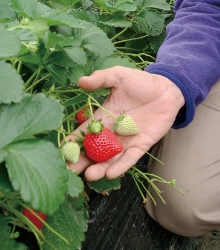 見た目の美しさも魅力。果実の色つやが良く、鮮やかな赤色が映えます。