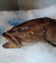 山口県｢吉田水産｣
クエ刺身 しゃぶしゃぶ鍋