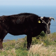 山口県｢みどりや｣ 
            見島牛（みしまうし）の
            プレミアム3点セット