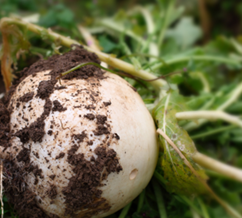 商品に対するこだわり