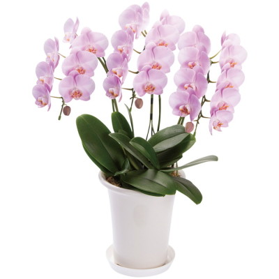 サトウ花店(SATOH HANAMISE)｜阪急からのお歳暮｜阪急百貨店公式通販