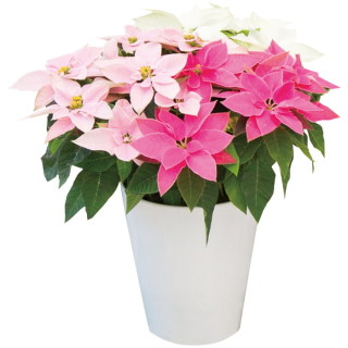 プリンセチア トリカラー