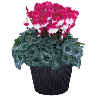 シクラメン プルマージュ